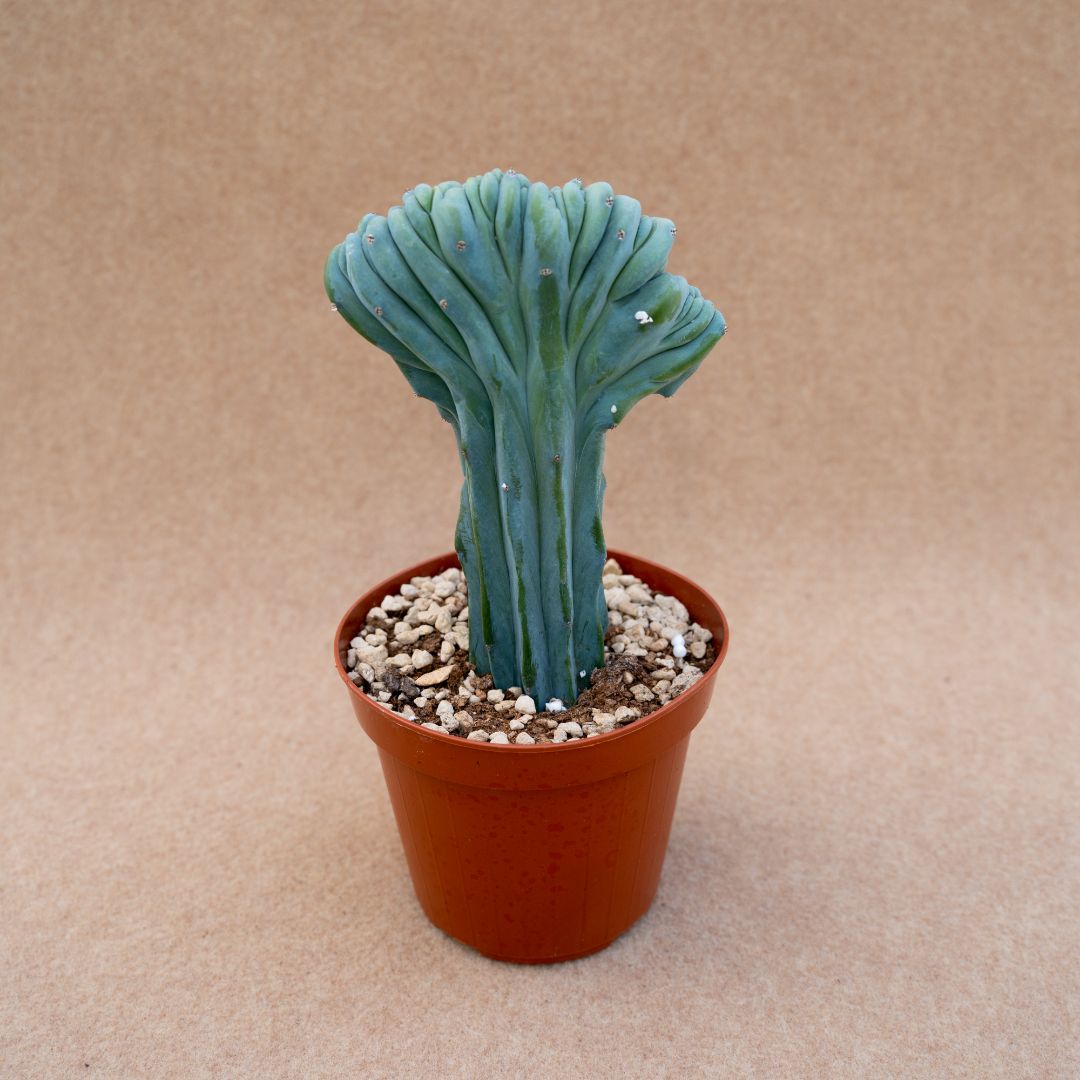 Myrtillocactus geometrizans crestato Ø 14