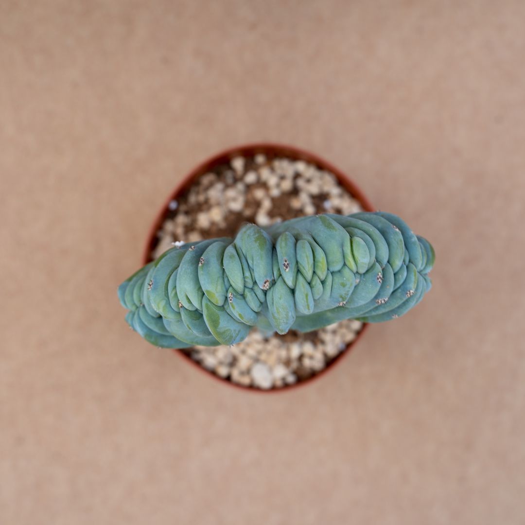Myrtillocactus geometrizans crestato Ø 14