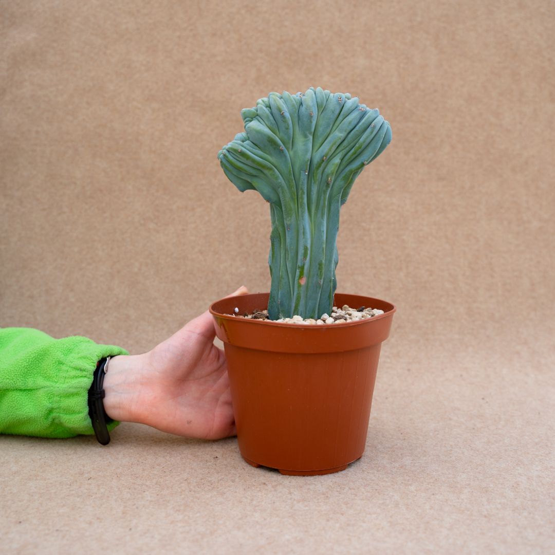 Myrtillocactus geometrizans crestato Ø 14