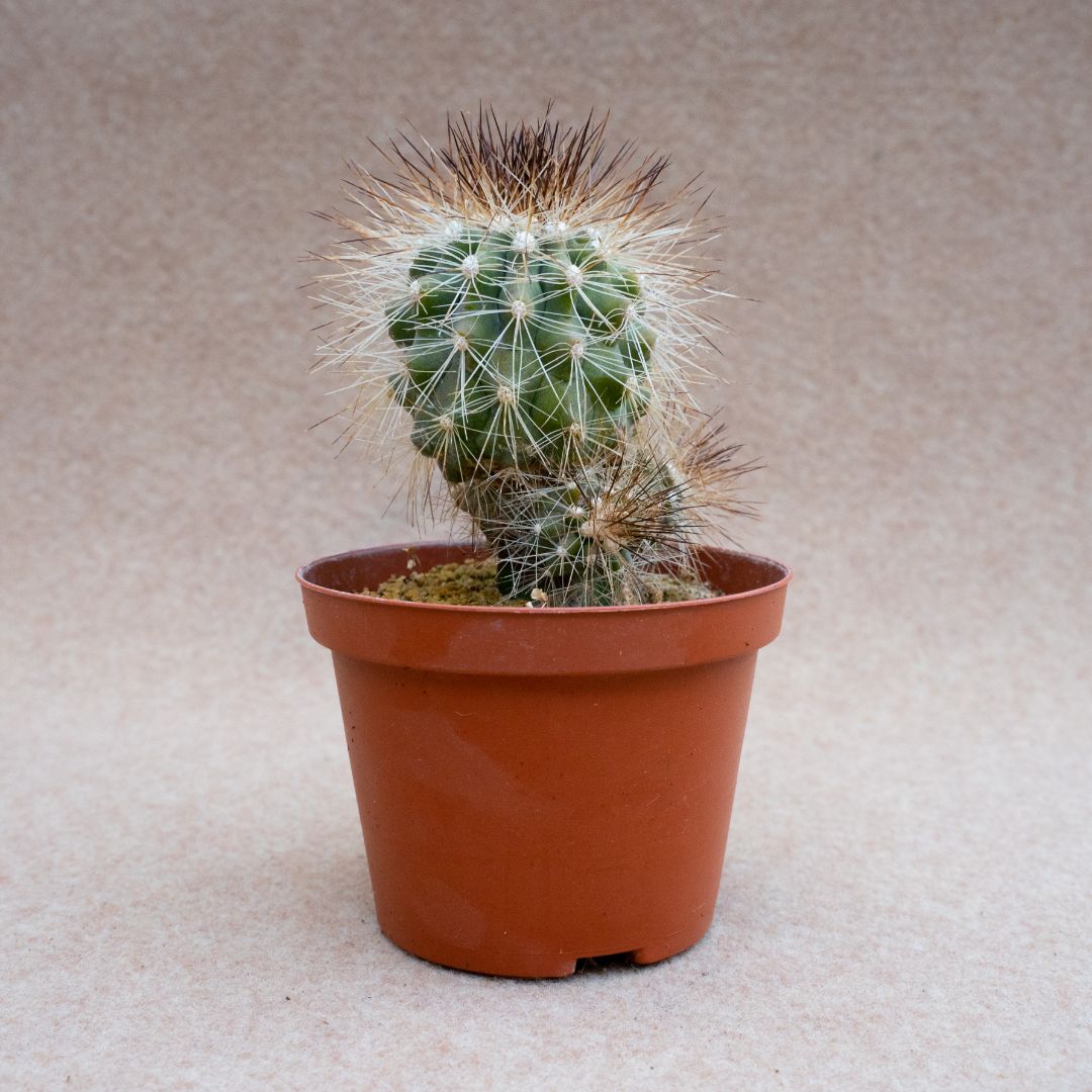 Copiapoa krainziana v. brunispina