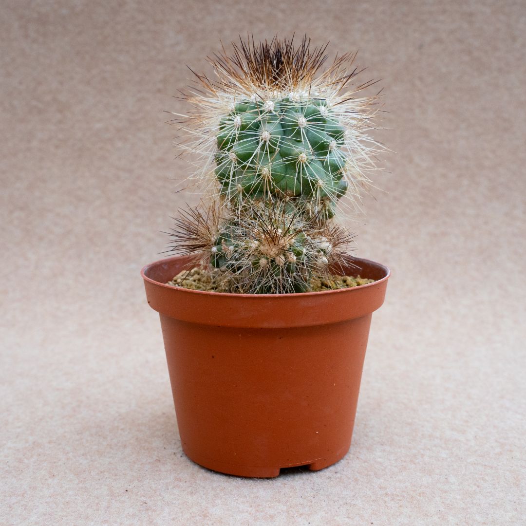 Copiapoa krainziana v. brunispina