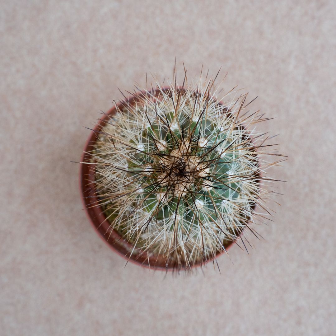 Copiapoa krainziana v. brunispina