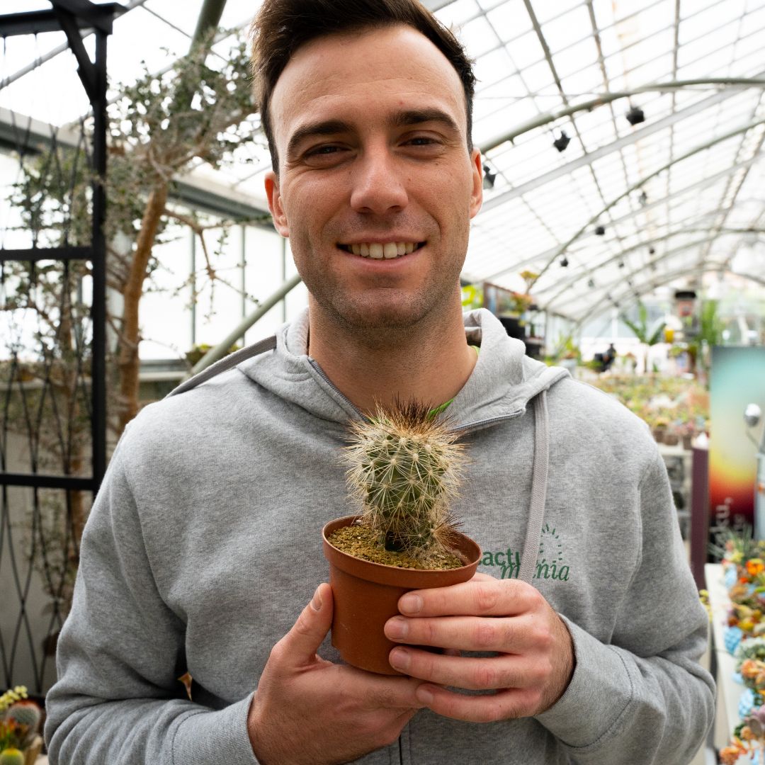 Copiapoa krainziana v. brunispina