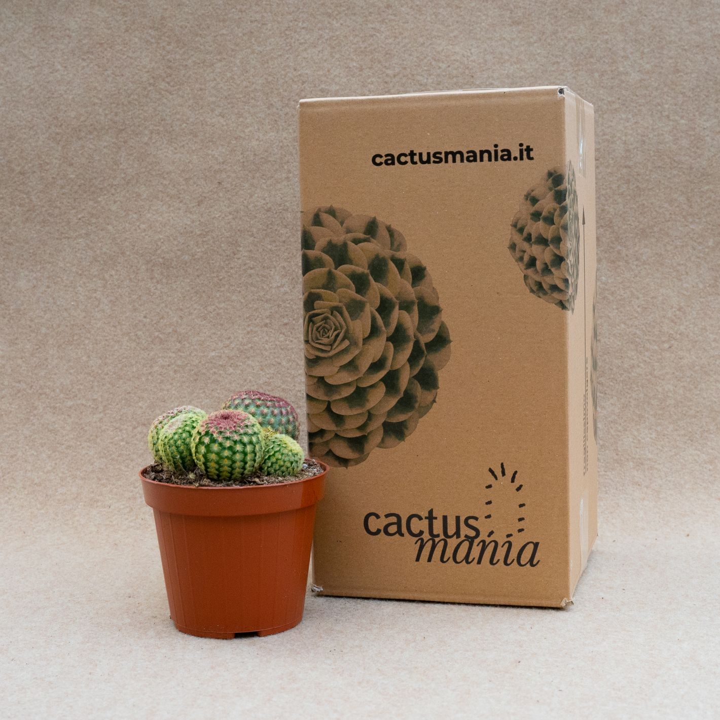 Echinocereus rigidissimus rubrispinus