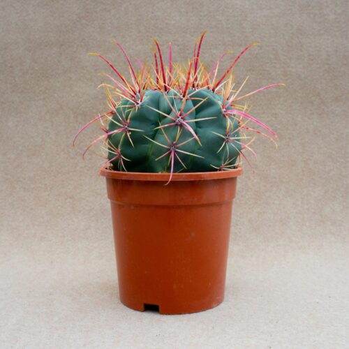 Ferocactus rectispinus