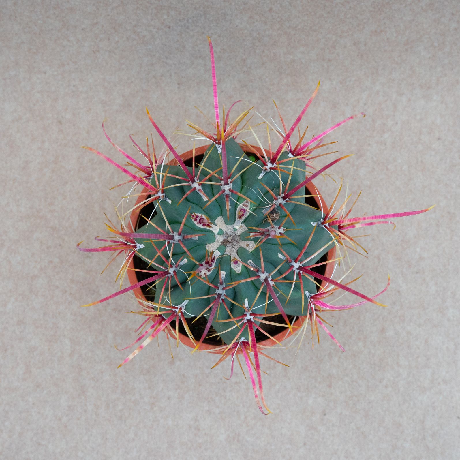 Ferocactus rectispinus