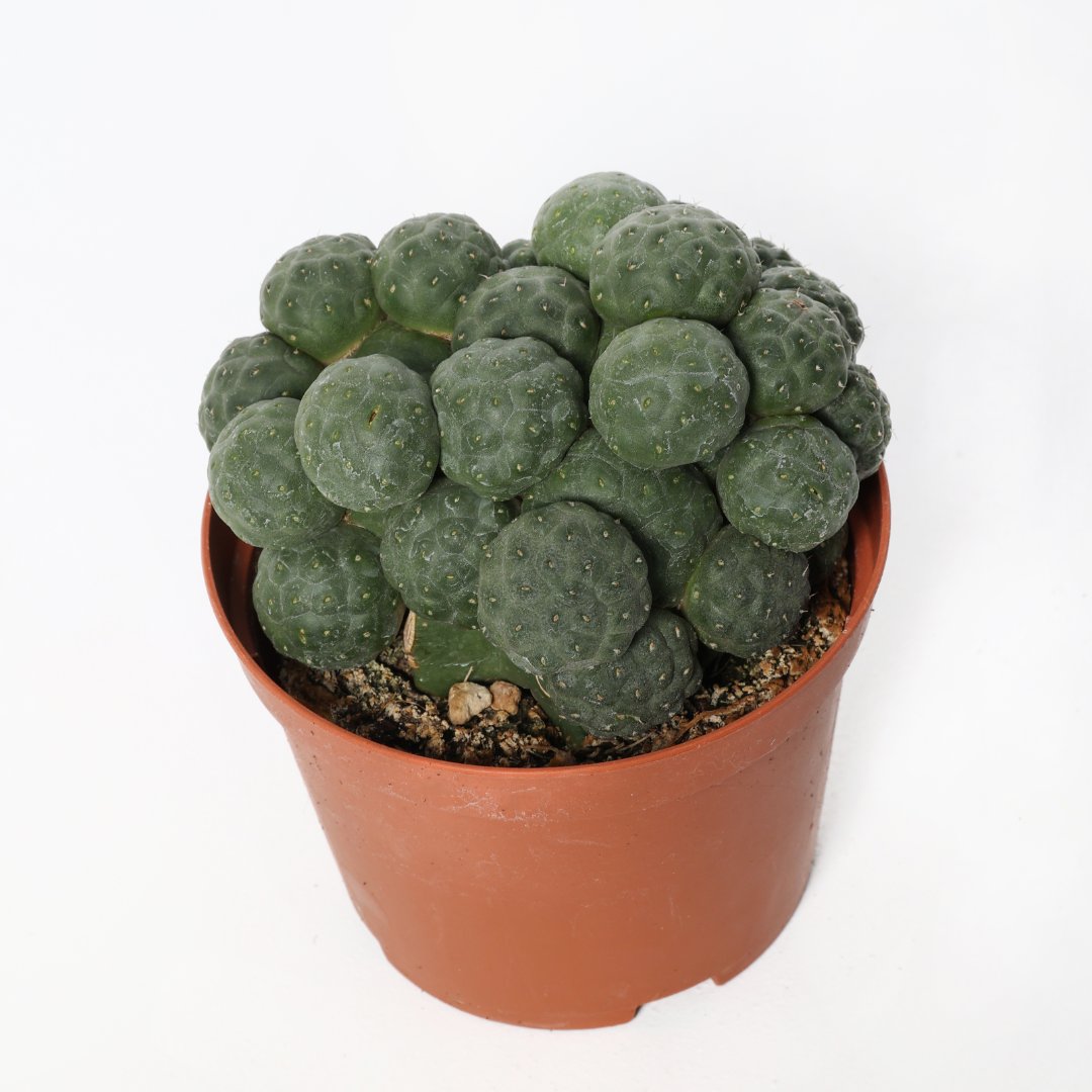 Puna bonnieae inermis Ø 10,5 cm - immagine 2