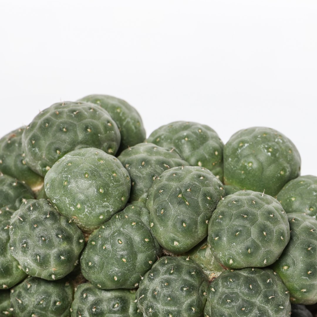 Puna bonnieae inermis Ø 10,5 cm - immagine 3