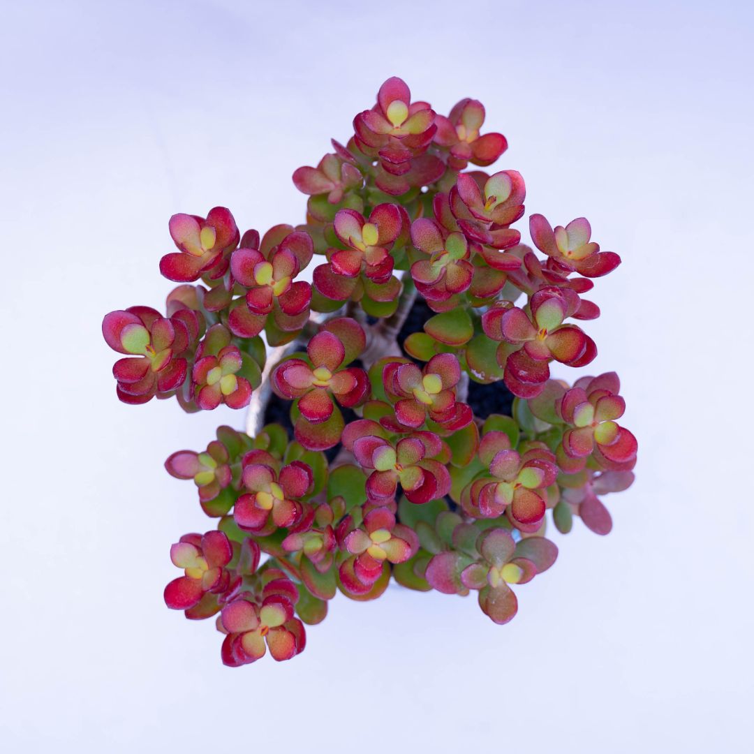 Crassula portulacea minor