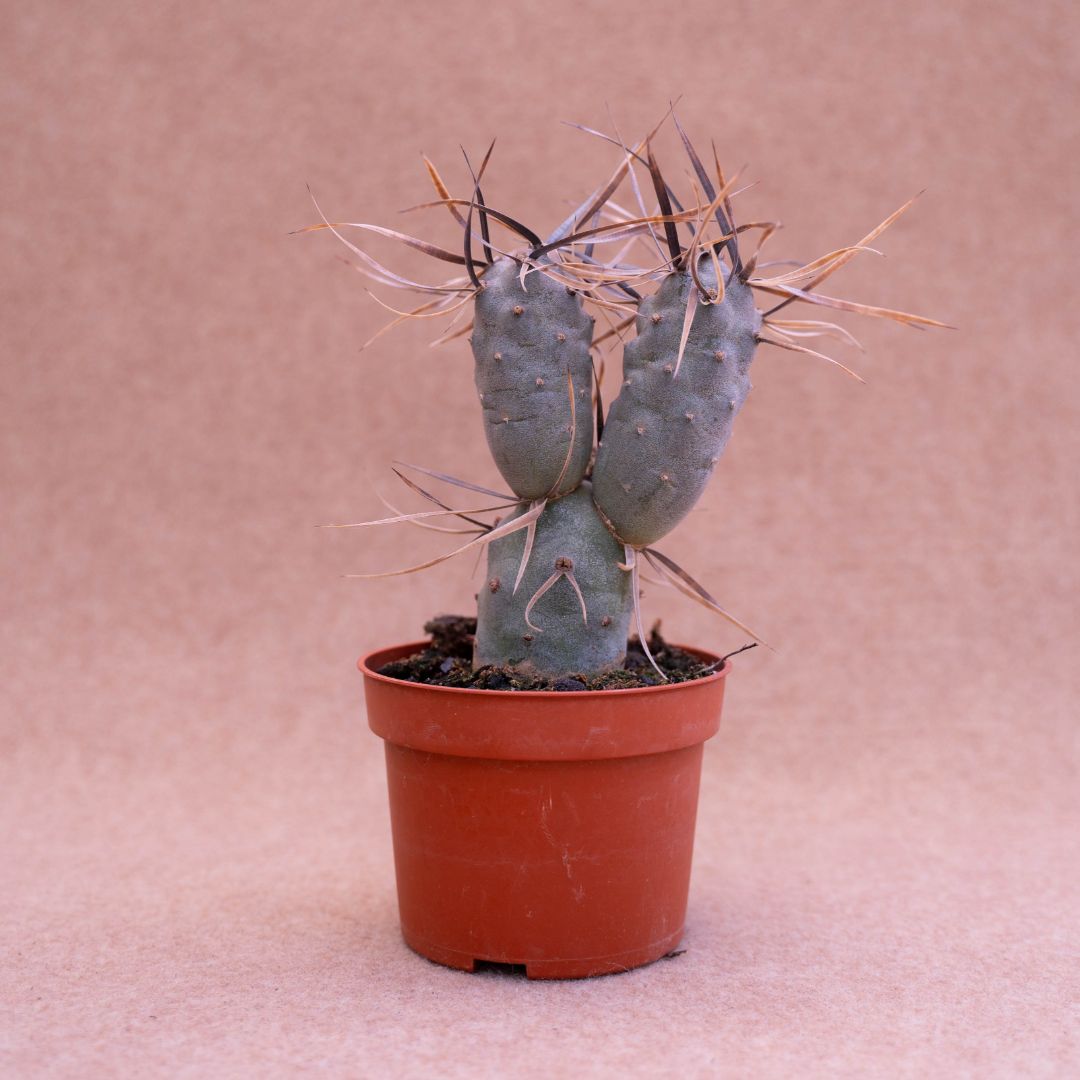 Tephrocactus articulatus ''black thorn''