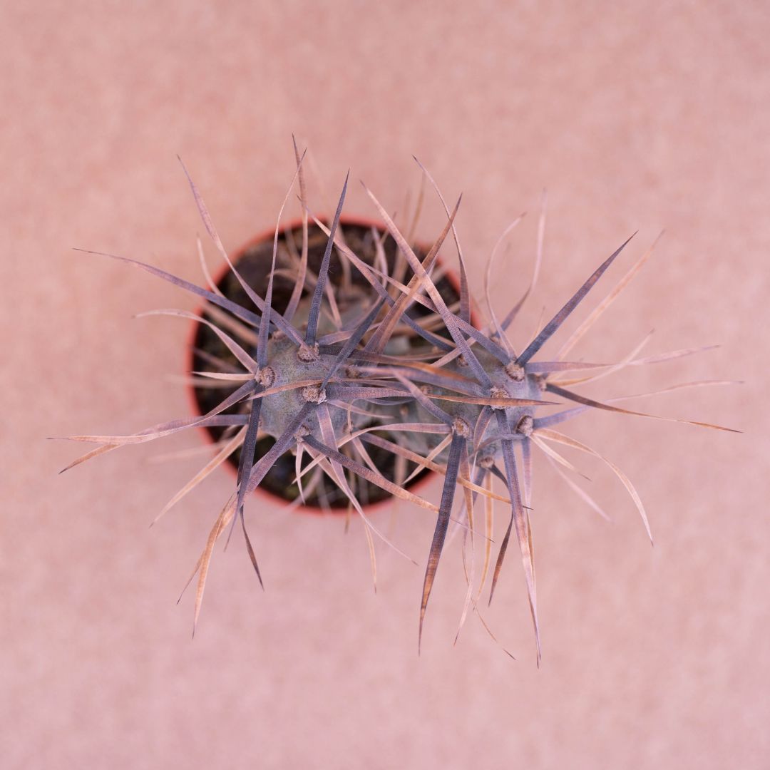 Tephrocactus articulatus ''black thorn''
