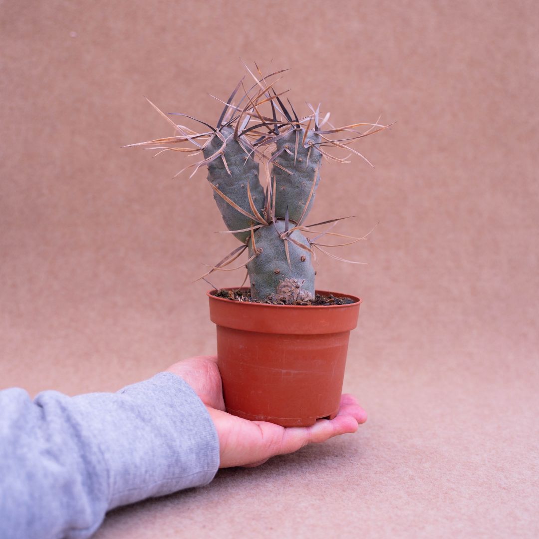 Tephrocactus articulatus ''black thorn''