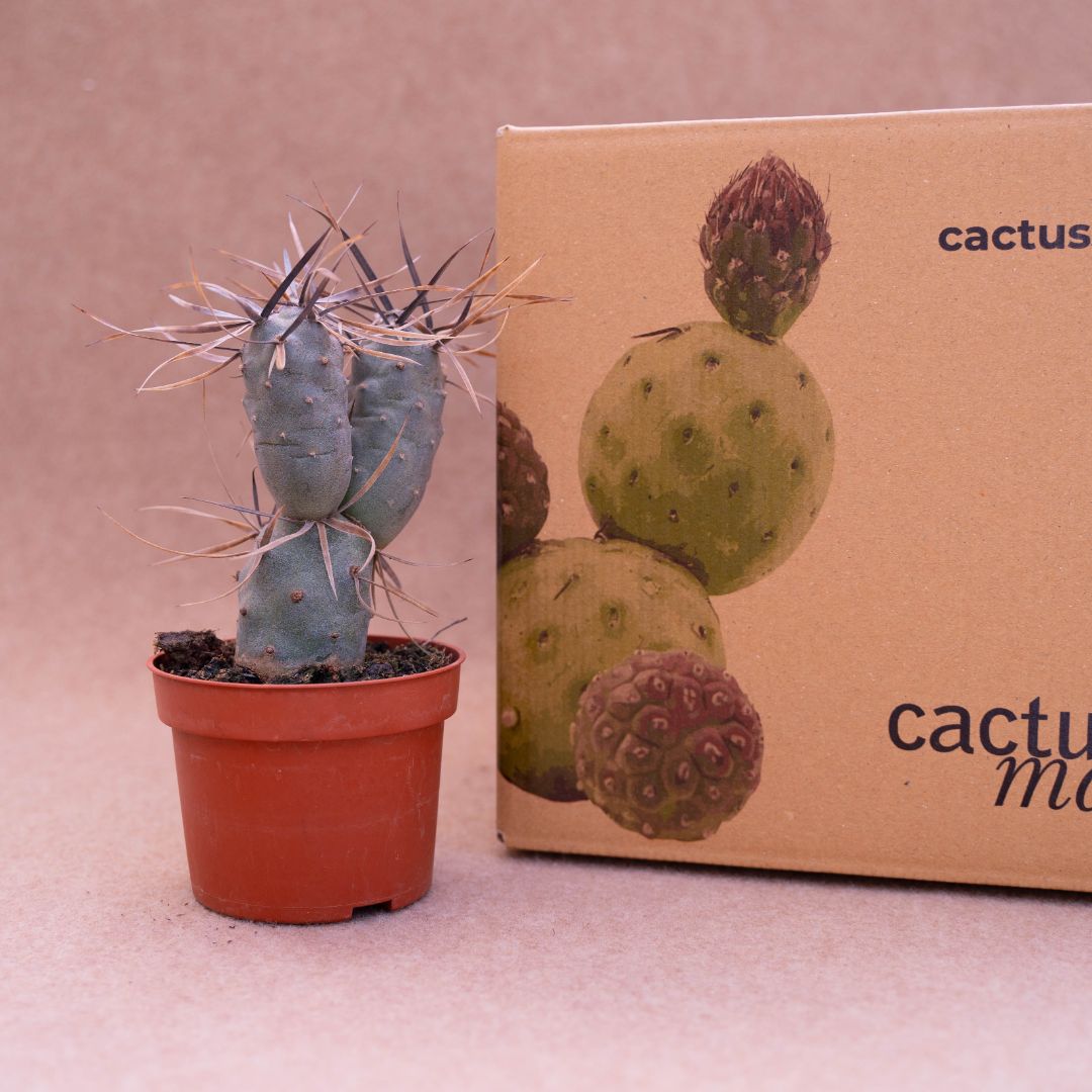 Tephrocactus articulatus ''black thorn''