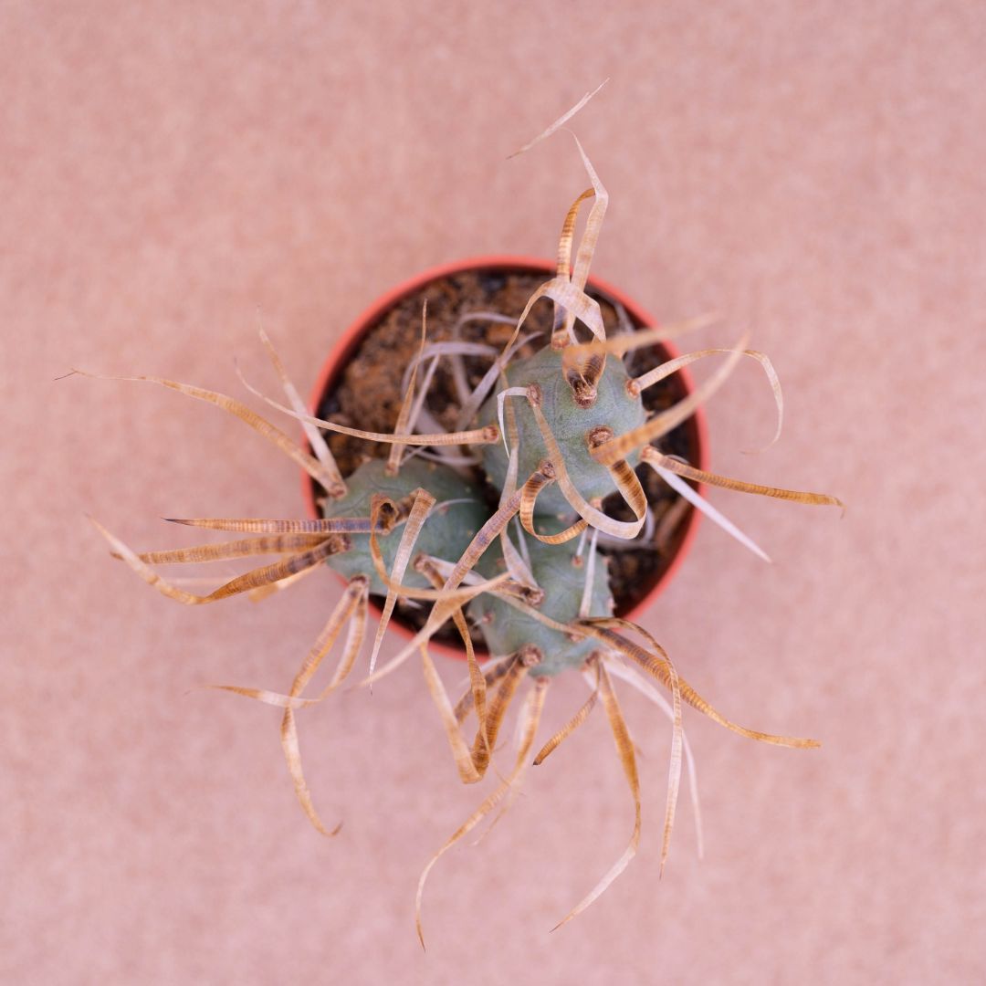 Tephrocactus articulatus papyracanthus Ø 10,5