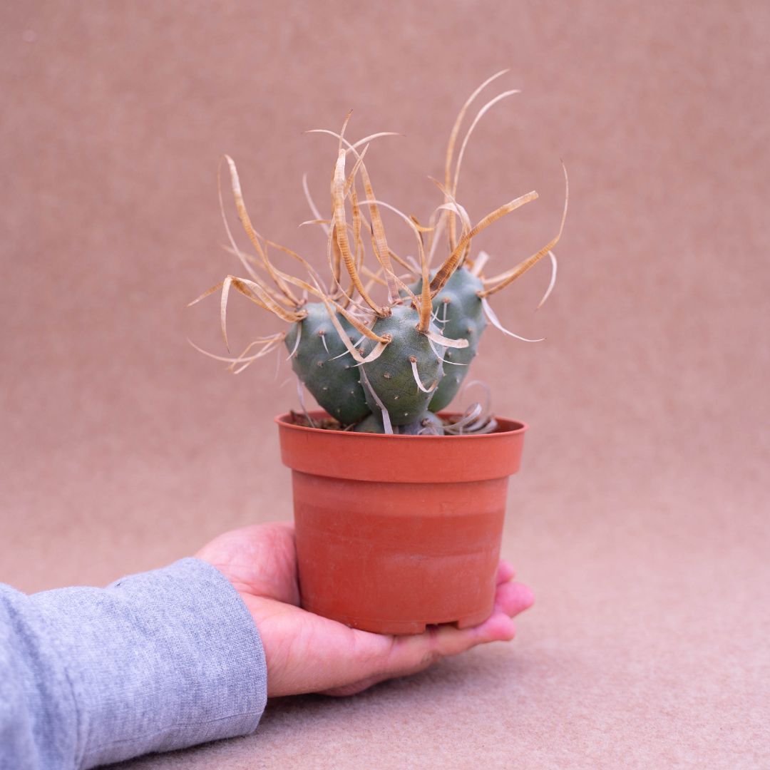 Tephrocactus articulatus papyracanthus Ø 10,5
