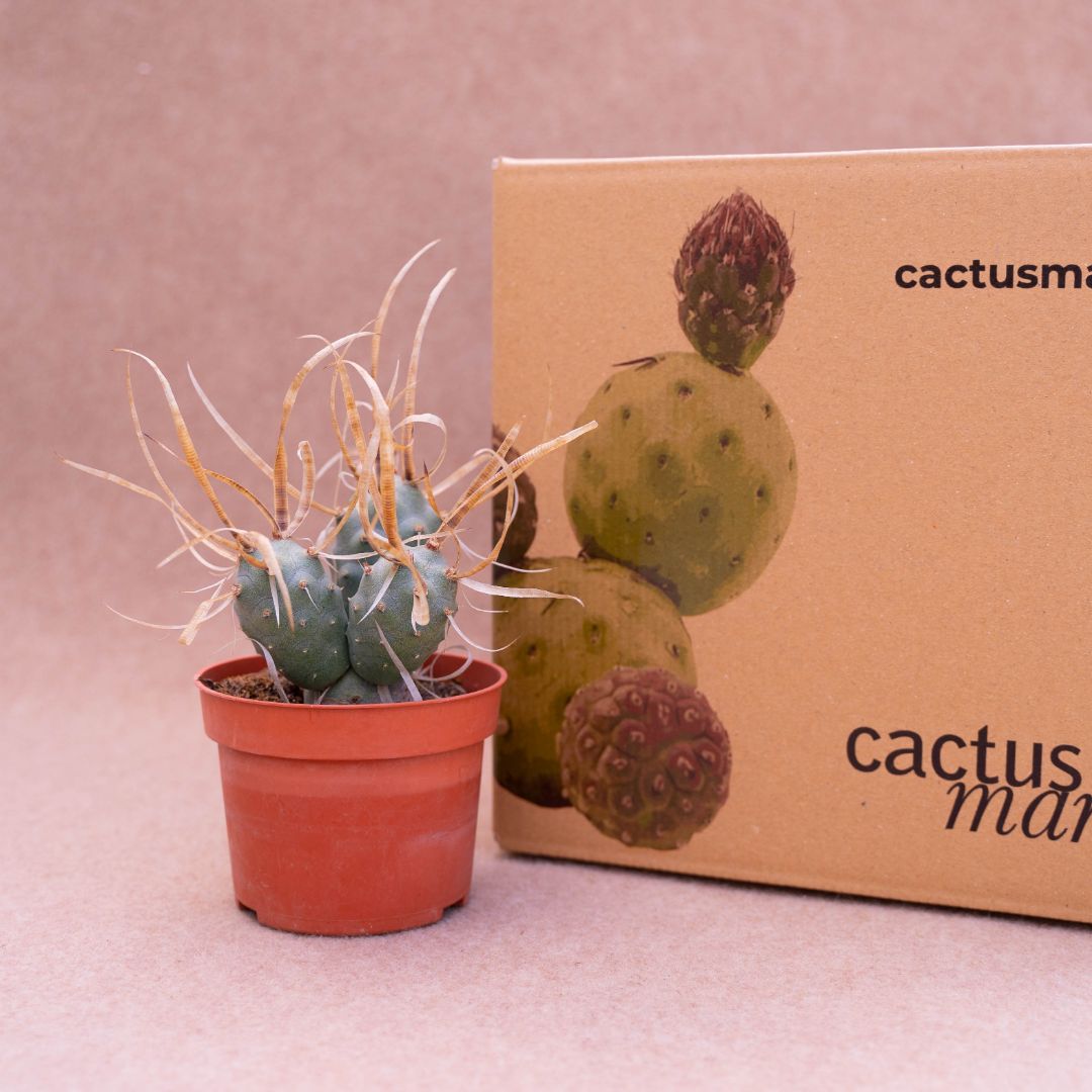 Tephrocactus articulatus papyracanthus Ø 10,5