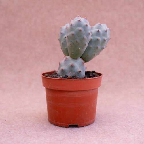 Tephrocactus strobiliformis