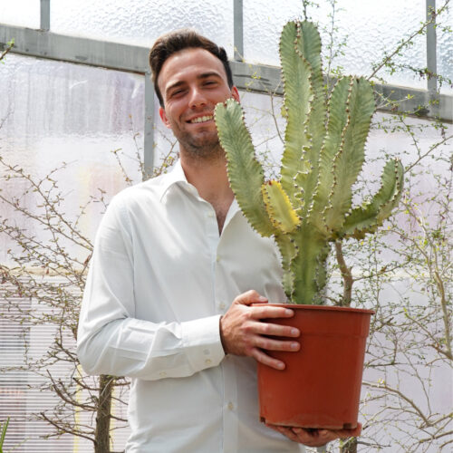 Euphorbia ingens variegata Ø 24 cm