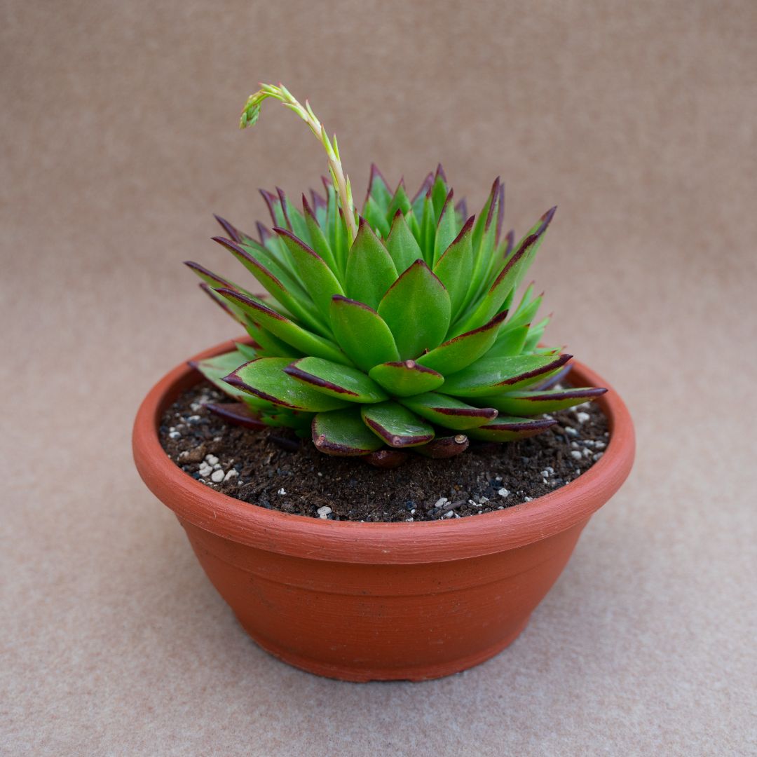 Echeveria agavoides lipstick Echeveria agavoides lipstick