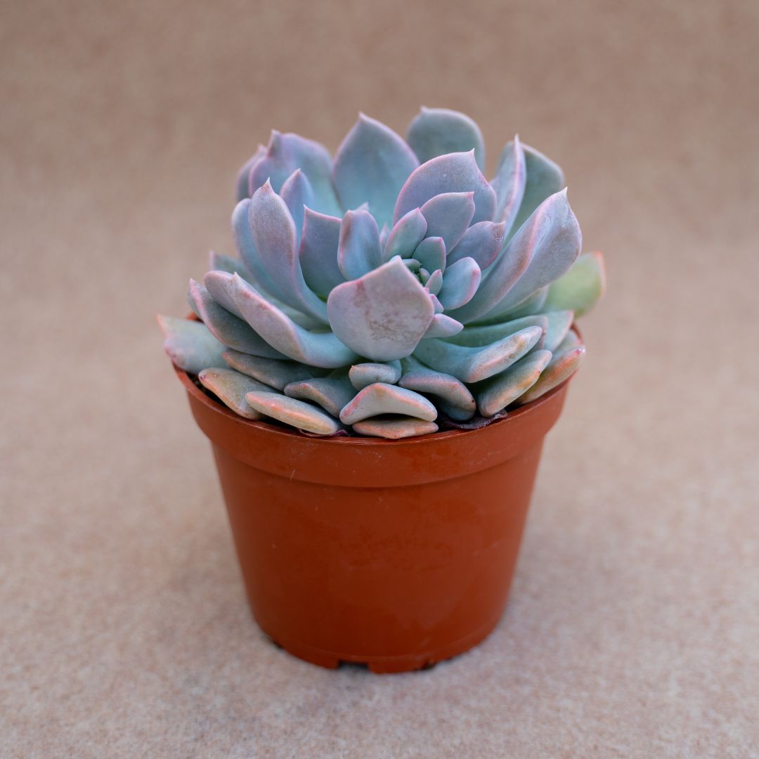 Echeveria cubic frost hybrid