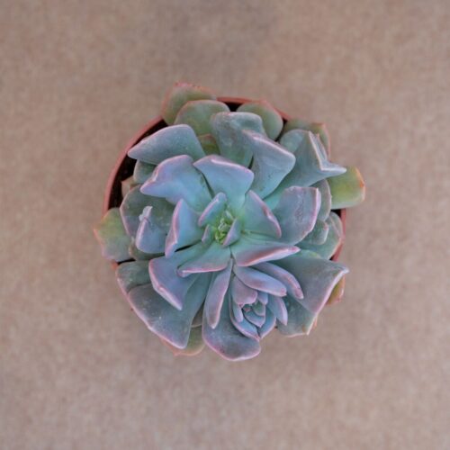 Echeveria cubic frost hybrid