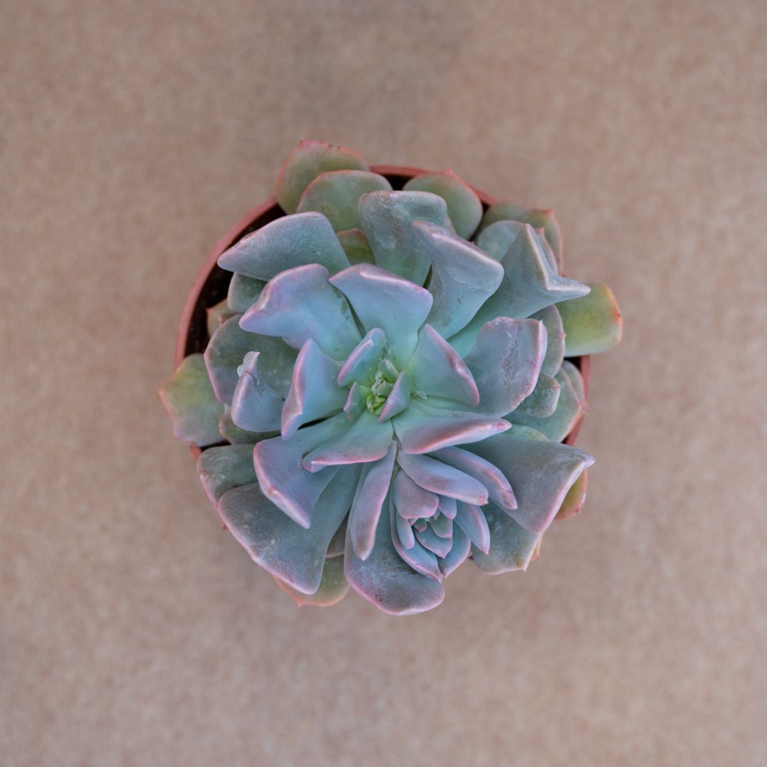 Echeveria cubic frost hybrid