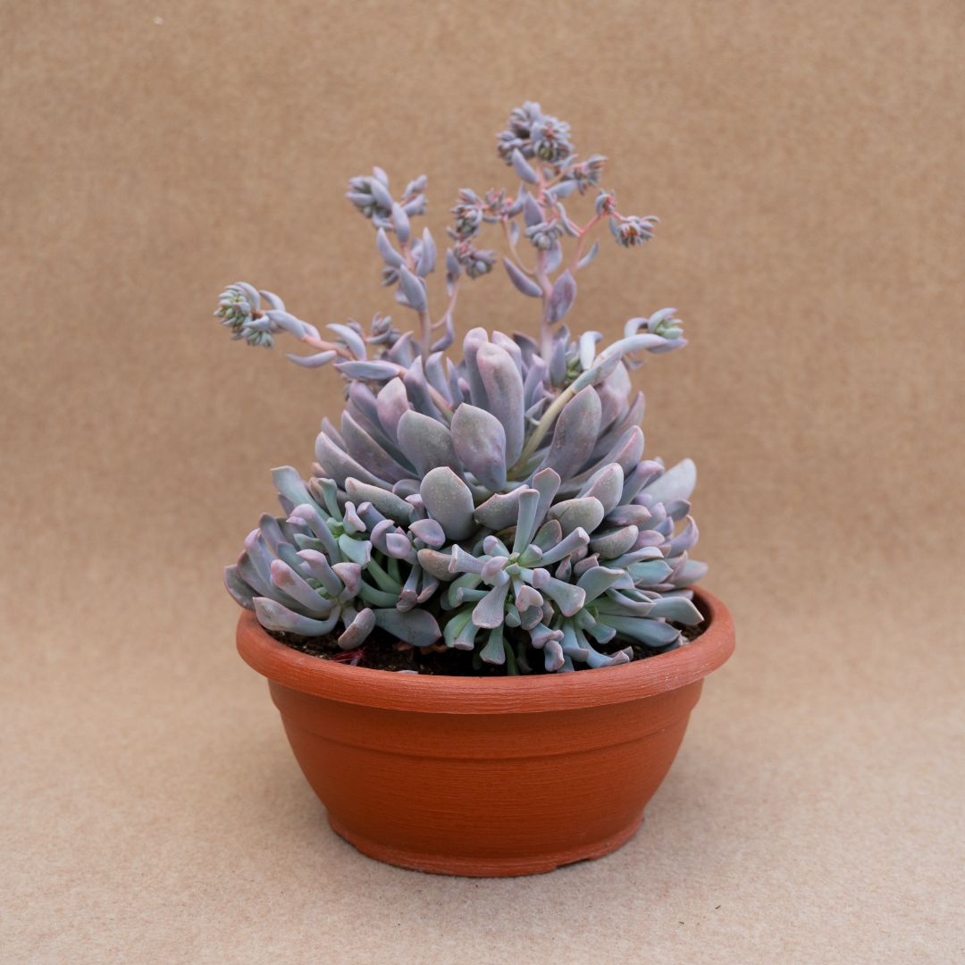 Echeveria lilac spoons