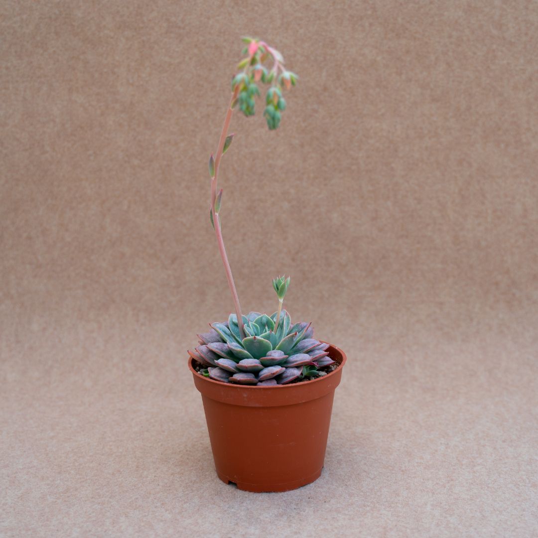 Echeveria raindrops
