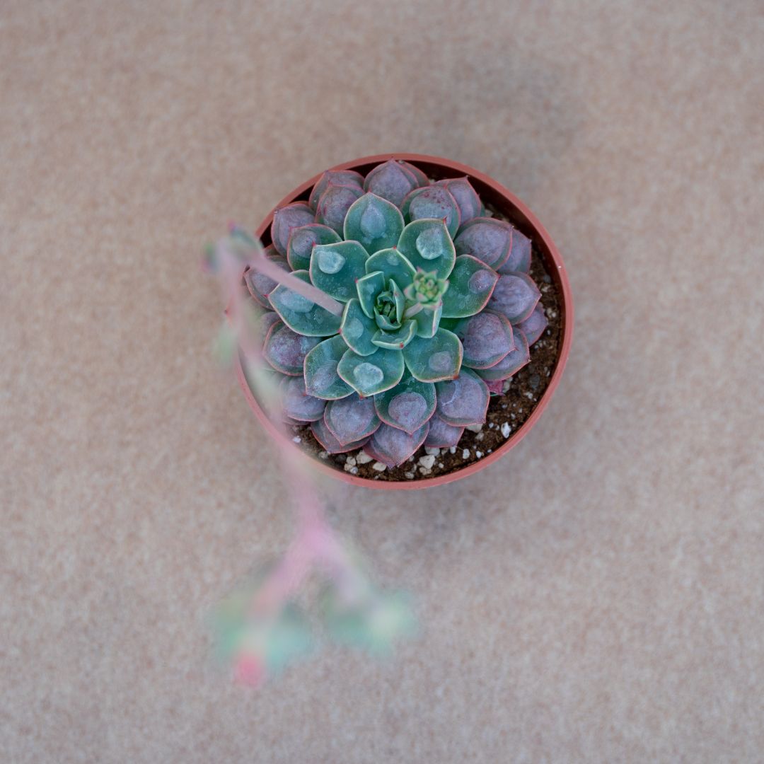 Echeveria raindrops