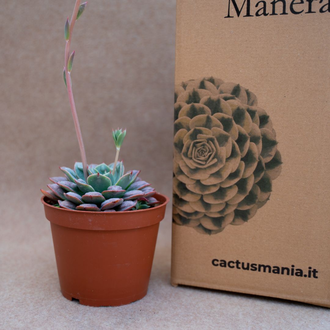 Echeveria raindrops
