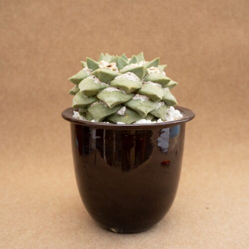 Ariocarpus hybrid Ø 20 cm