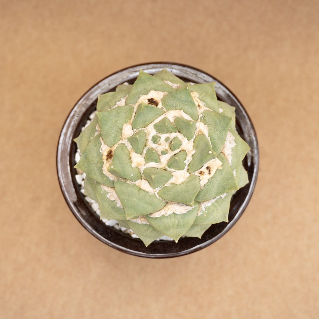 Ariocarpus hybrid Ø 20 cm