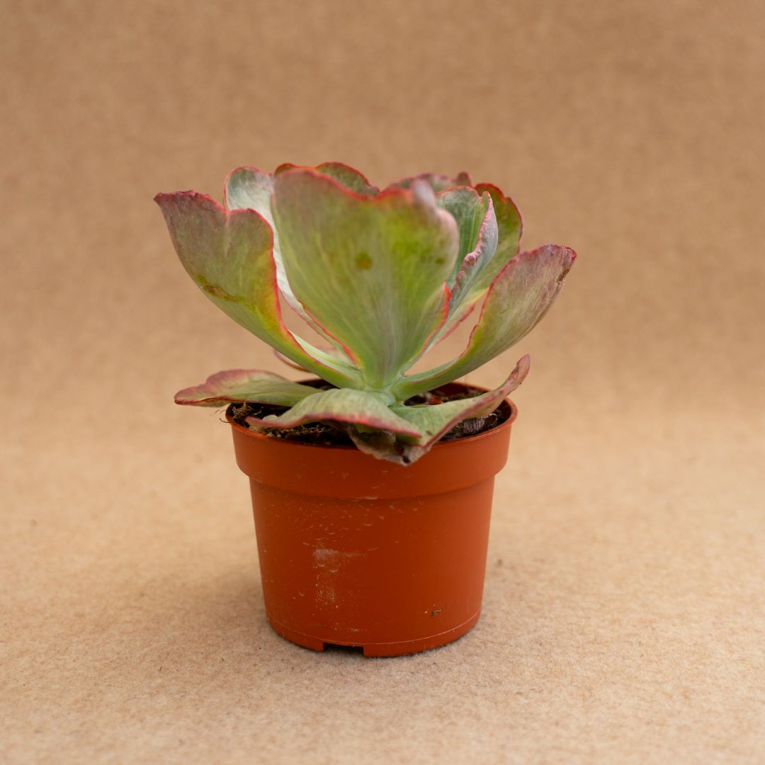 Echeveria Katella variegata Ø 10,5 cm