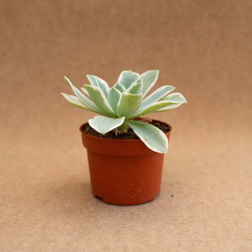 Echeveria lemon lime variegata Ø10,5 cm
