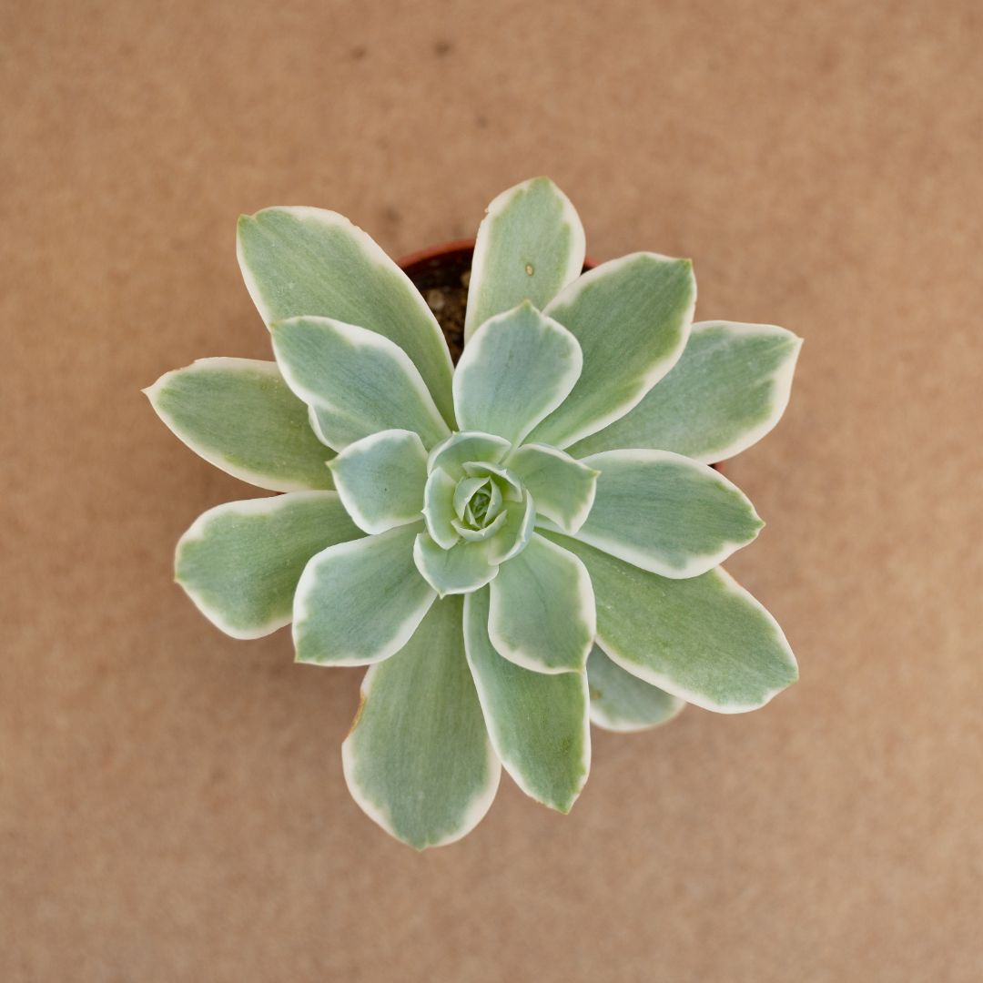 Echeveria Lemon Lime variegata Ø 10,5 cm