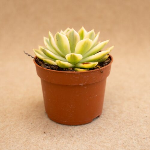 Echeveria mira variegata Ø 10,5 cm
