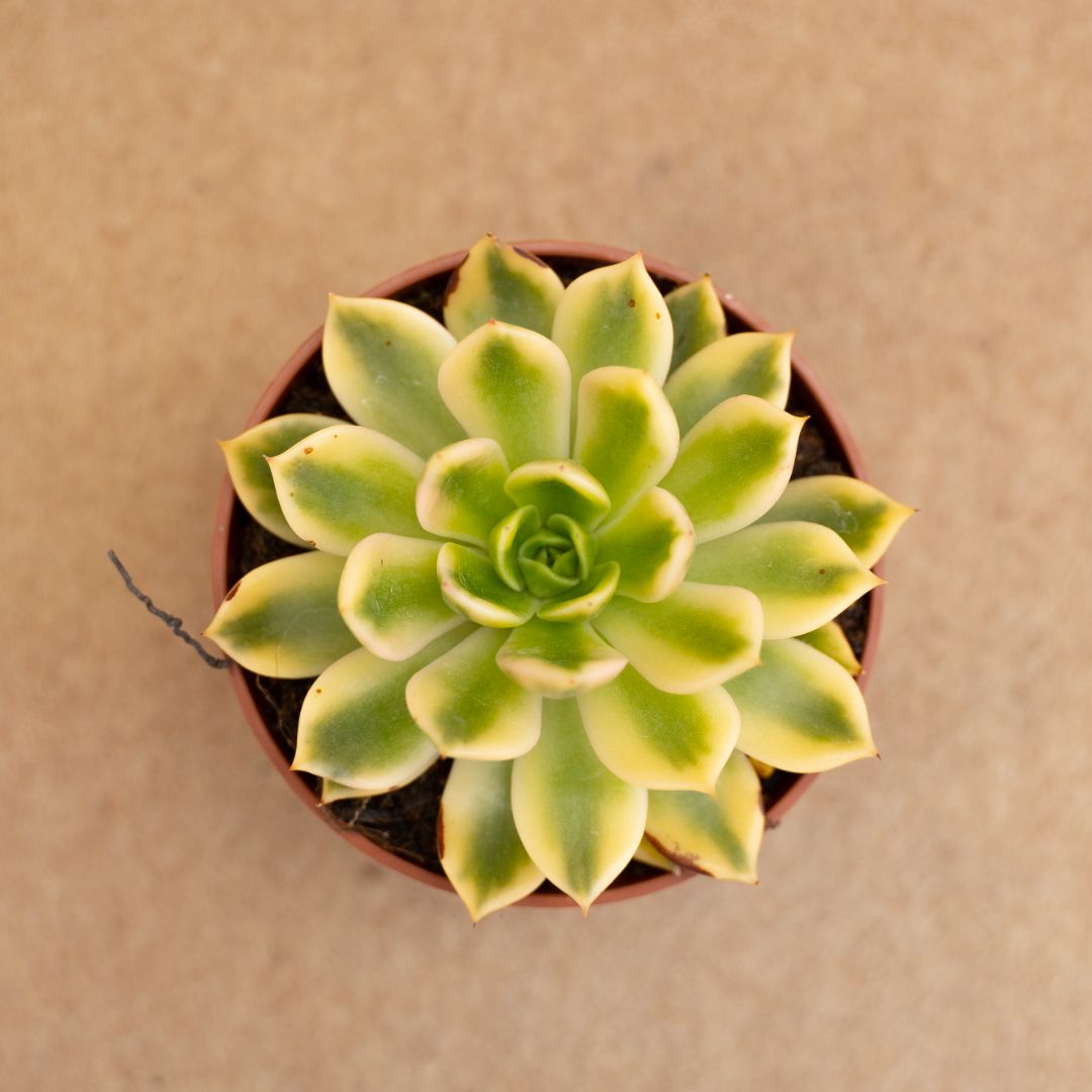 Echeveria mira variegata Ø 10,5 cm