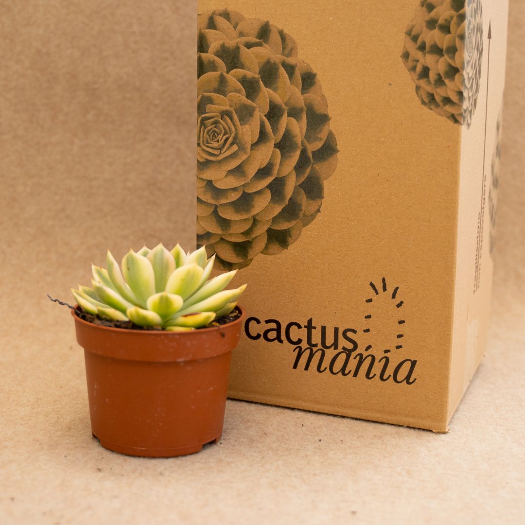 Echeveria mira variegata Ø 10,5 cm
