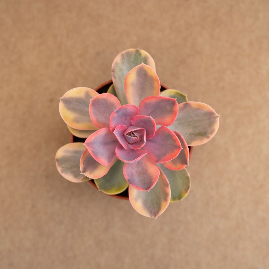 Echeveria Perle von Nürnberg Rainbow Ø 10,5 cm
