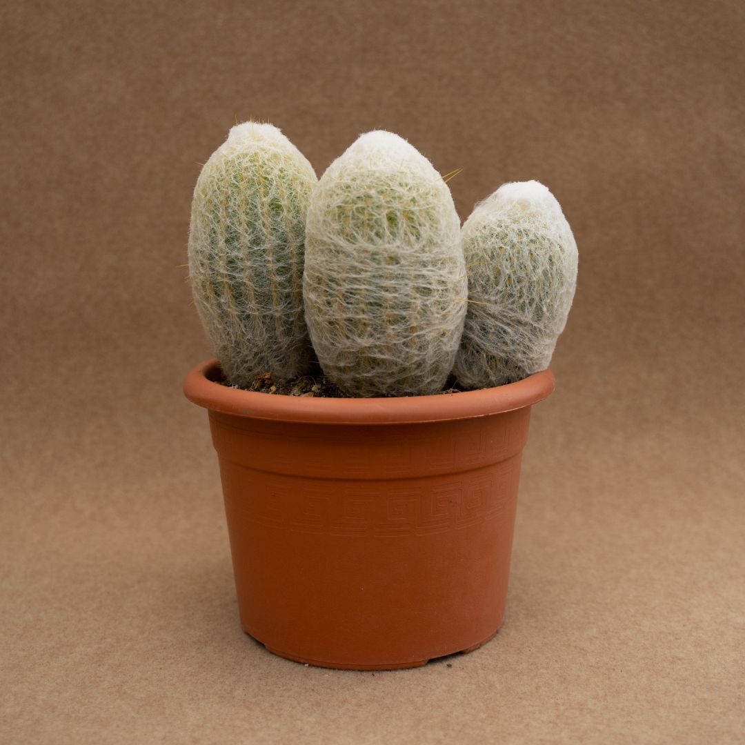 Espostoa lanata Ø 20 cm - immagine 2