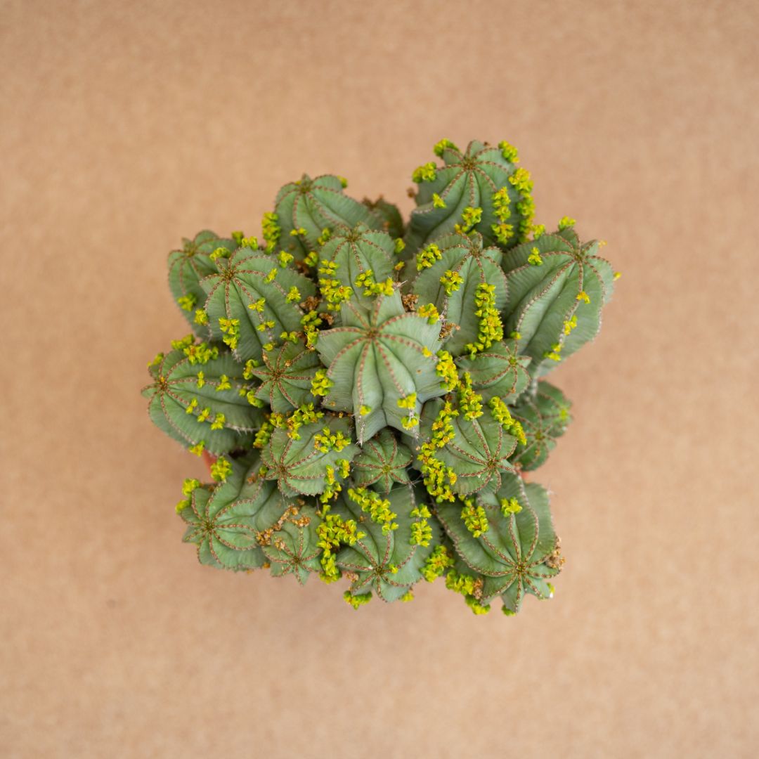 Euphorbia fruticosa inermis Ø 17 cm - immagine 2