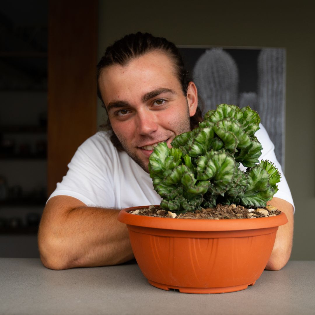 Euphorbia lactea crestata
