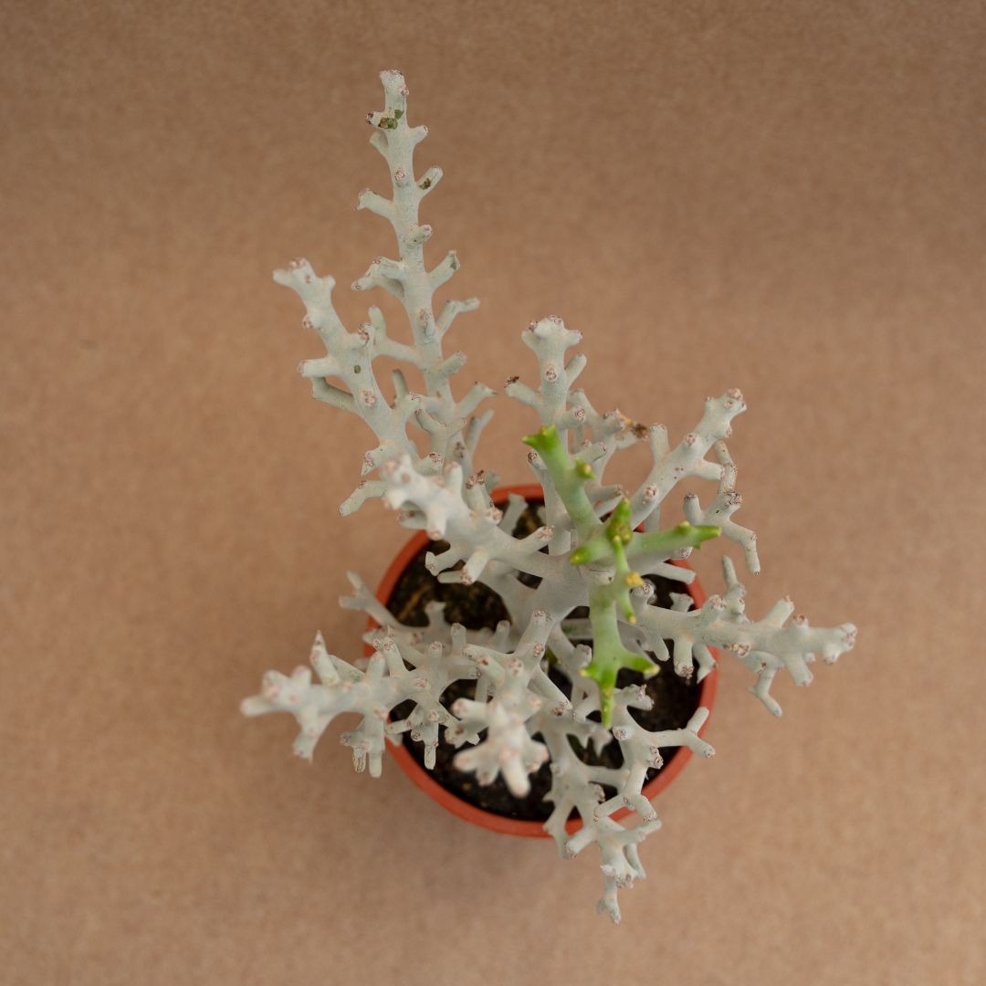 Euphorbia stenoclada Ø 17 cm - immagine 2