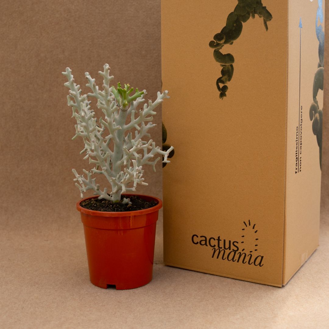 Euphorbia stenoclada Ø 17 cm - immagine 3