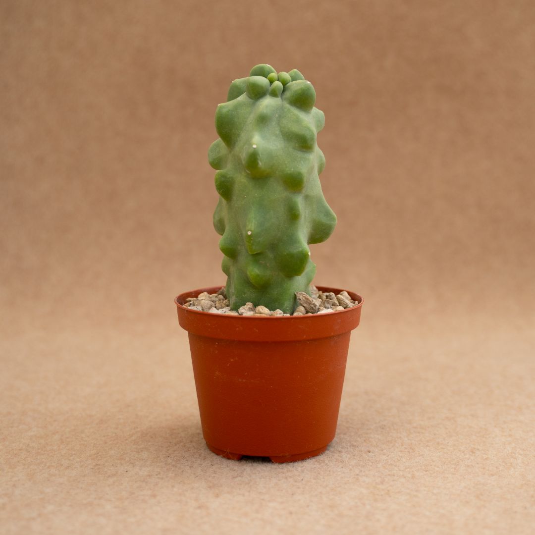 Lophocereus schottii major Mostruoso Ø 10 cm