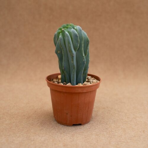 Myrtillocactus geometrizans crestato Ø 10 cm