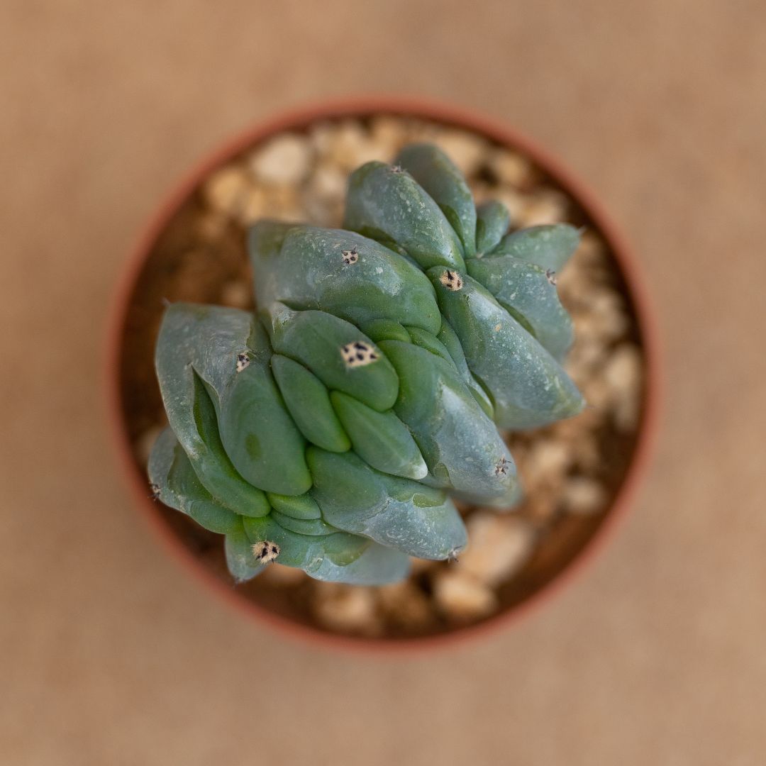 Myrtillocactus geometrizans crestato Ø 10 cm - immagine 2