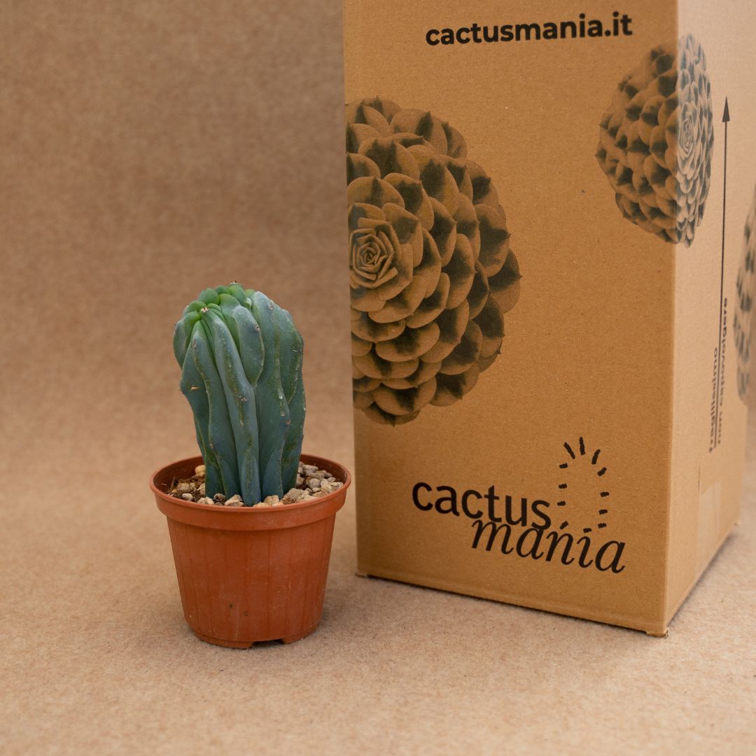 Myrtillocactus geometrizans crestato Ø 10 cm - immagine 3