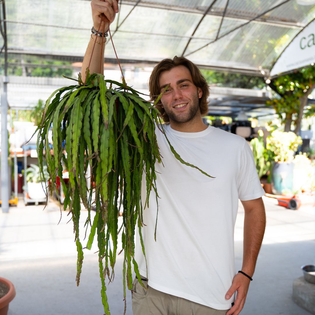 Rhipsalis cruciformis in vaso Ø 19 cm