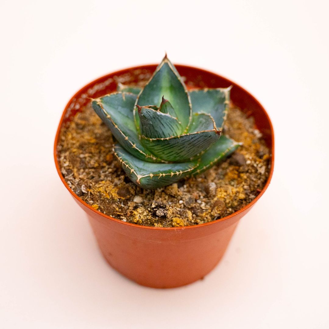 Agave pumila Ø 10,5 cm